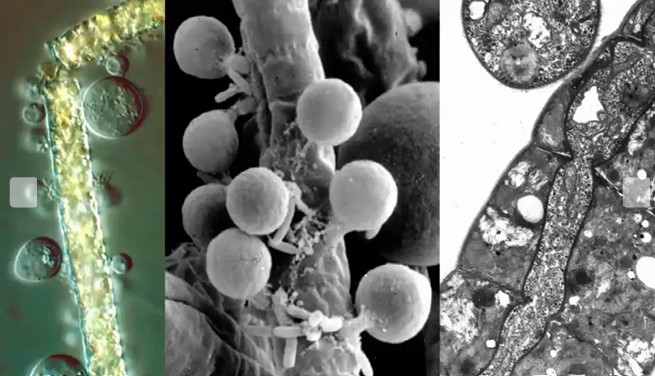 Chytridiomycota (Quitridios)